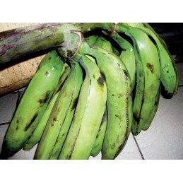 Banane Plantain Non Mûre (2Régimes)